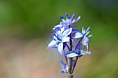 SCILLA BITHYNICA