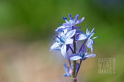 SCILLA_BITHYNICA