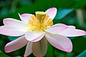 NELUMBO NUCIFERA (SACRED LOTUS)