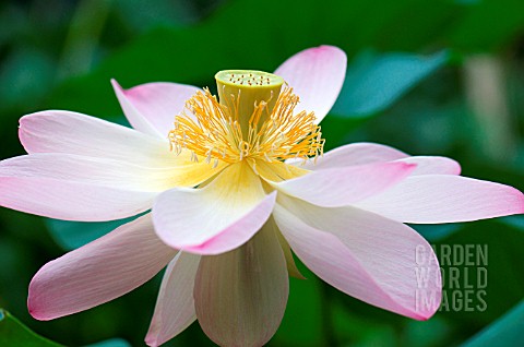 NELUMBO_NUCIFERA_SACRED_LOTUS