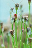 PTEROSTYLIS PEDUNCULATA