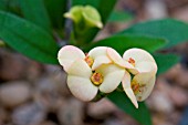 EUPHORBIA MILII SPLENDENS(YELLOW FORM)