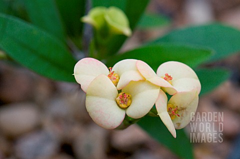 EUPHORBIA_MILII_SPLENDENSYELLOW_FORM