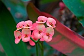 EUPHORBIA MILII VAR.HISLOPII