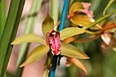 CYMBIDIUM WILSONII