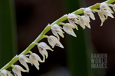 PLEUROTHALLIS_VELATICAULIS