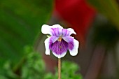 VIOLA HEDERACEA