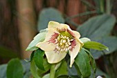 HELLEBORUS HARVINGTON YELLOW SPECKLED