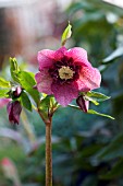 HELLEBORUS HYBRIDUS TUTU