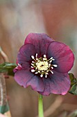 HELLEBORUS HARVINGTON RED