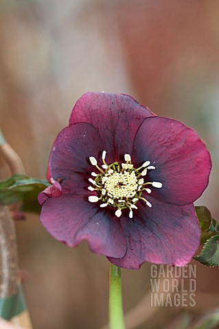 HELLEBORUS_HARVINGTON_RED