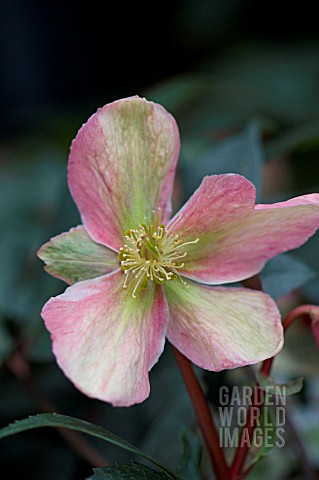 HELLEBORUS_WINTER_SUNSHINE