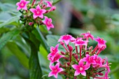 PENTAS LANCEOLATA VAR. QUARTINIANA