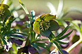 HELLEBORUS TORQUATUS