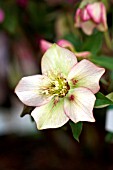 HELLEBORUS ORIENTALIS PICOTEE