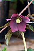 HELLEBORUS HILLIER HYBRID BURGUNDY