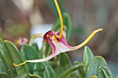 MASDEVALLIA SCHROEDERIANA