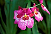 MILTONIA ORIENTAL