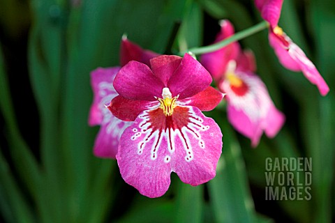 MILTONIA_ORIENTAL