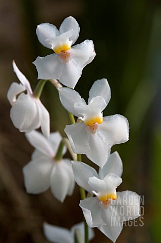 OSMOGLOSSUM_PULCHELLUM