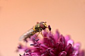 ALLIUM SPHAEROCEPHALON WITH HOVERFLY