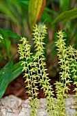 DENDROCHILUM LONGIFOLIUM