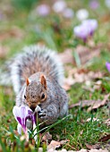 CROCUS VERNUS WITH GREY SQUIRREL