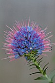 ECHIUM CANDICAN PRIDE OF MADEIRA