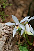 COELOGYNE SANDERIANA