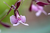 EPIDENDRUM ENGLERIANUM