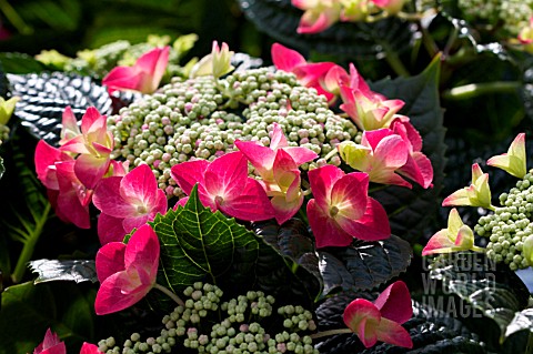 HYDRANGEA_TELLER_RED