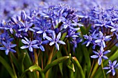 SCILLA BIFOLIA