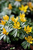 ERANTHIS HYEMALIS