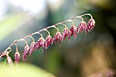 PLEUROTHALLIS RESTREPIOIDES