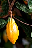 THEOBROMA CACAO