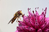 ALLIUM SPHAEROCEPHALON WITH HOVERFLY