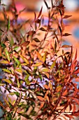 NANDINA DOMESTICA (HEAVENLY BAMBOO)