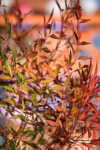 NANDINA_DOMESTICA_HEAVENLY_BAMBOO