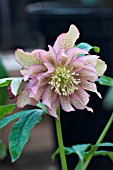 HELLEBORUS ORIENTALIS DOUBLE FLOWER