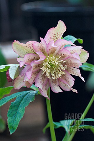 HELLEBORUS_ORIENTALIS_DOUBLE_FLOWER