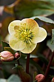 HELLEBORUS X ERICSMITHII