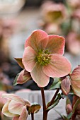 HELLEBORUS IVORY PRINCE