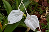 MASDEVALLIA TOVARENSIS