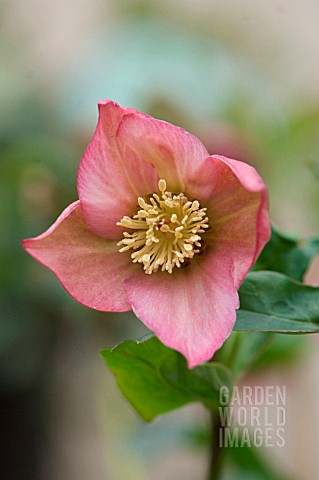 HELLEBORUS_ROSEMARY