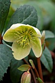 HELLEBORUS x NIGERCORS (AGM)