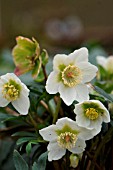 HELLEBORUS CHRISTMAS STAR PRINCESS