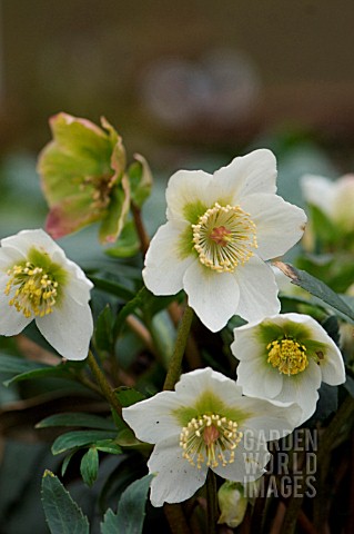 HELLEBORUS_CHRISTMAS_STAR_PRINCESS