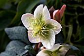 HELLEBORUS WINTER MOONBEAM