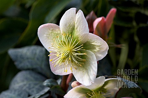 HELLEBORUS_WINTER_MOONBEAM