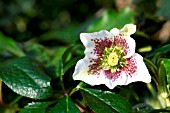 HELLEBORUS ORIENTALIS (HARVINGTON SPECKLED)